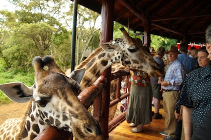 Giraffe in African Fund for Endangered Wildlife giraffe centre