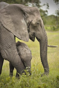 Ol Pejeta Bush Camp, Kenya