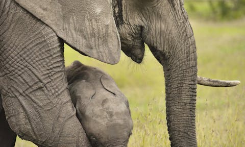 Ol Pejeta Bush Camp, Kenya