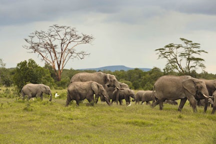 Ol Pejeta Bush Camp, Kenya
