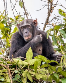 Gombe Stream National Park