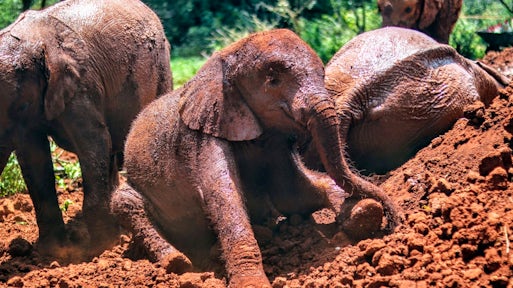 Sheldrick Wildlife Trust Elephant Orphanage