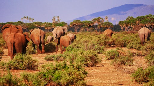 Tsavo East National Park
