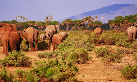 Samburu National Reserve