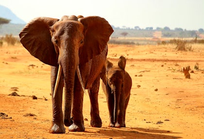 Tsavo East National Park