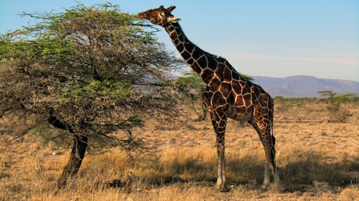 Samburu National Reserve