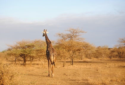 Tsavo West National Park