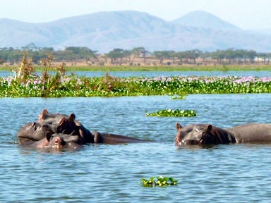 Hippos in Lake Naivasha, Kenya