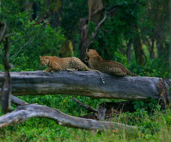 Leopard in Lake Nakuru, Kenya