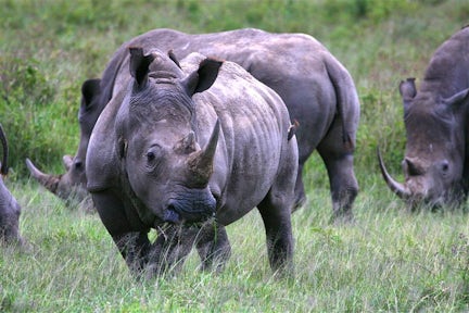 Rhinos in Lake Nakaru National Park