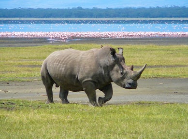 White Rhino in Lake Nakaru National Park