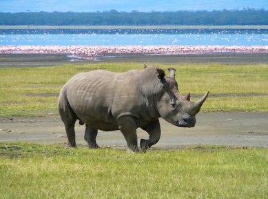 White Rhino in Lake Nakaru National Park