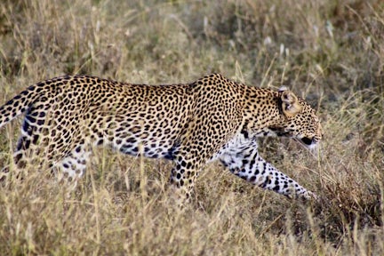 Leopards in Liosaba Conservancy