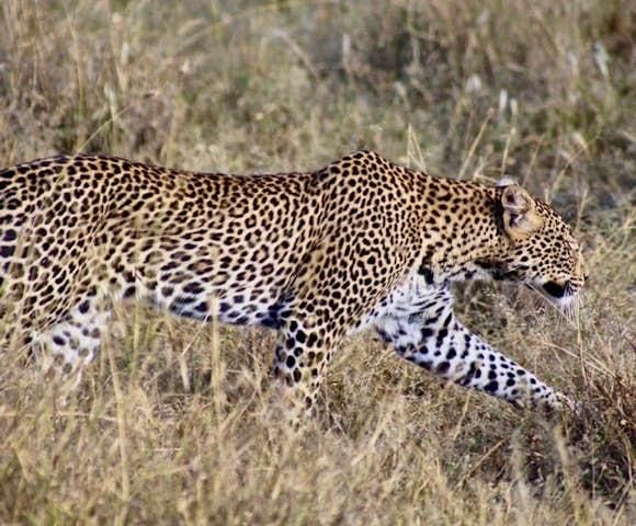 Leopards in Liosaba Conservancy