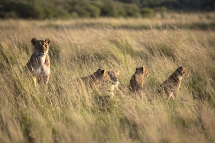 Maasai Mara, kenya