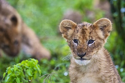 Lion Cub at Maasai Mara National Reserve.