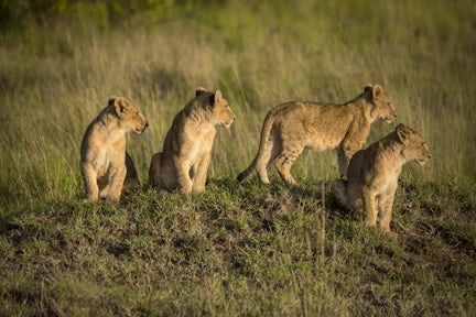 Lion Cubs by Lake Nakuru, Kenya