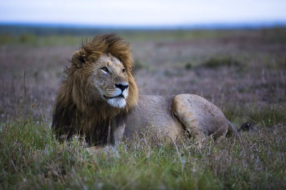 Male lion resting in the Maasai Mara grasslands