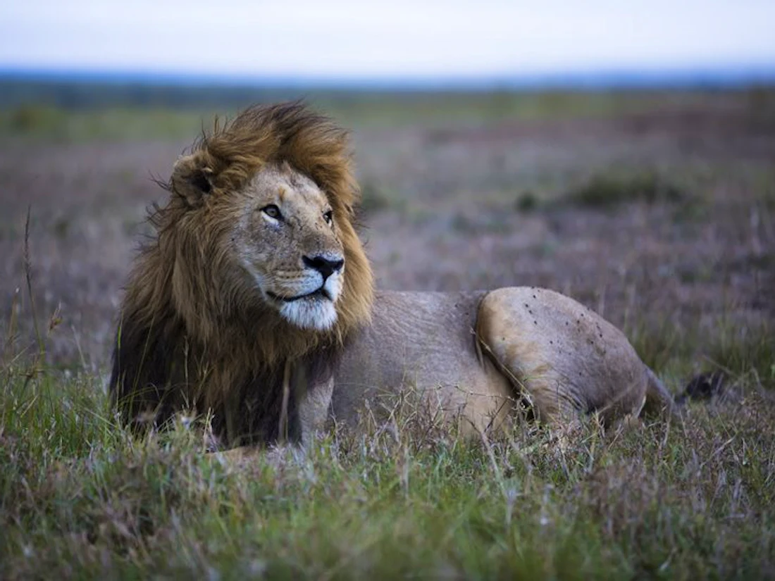 A lion on the grasslands of the Maasai Mara, Kenya