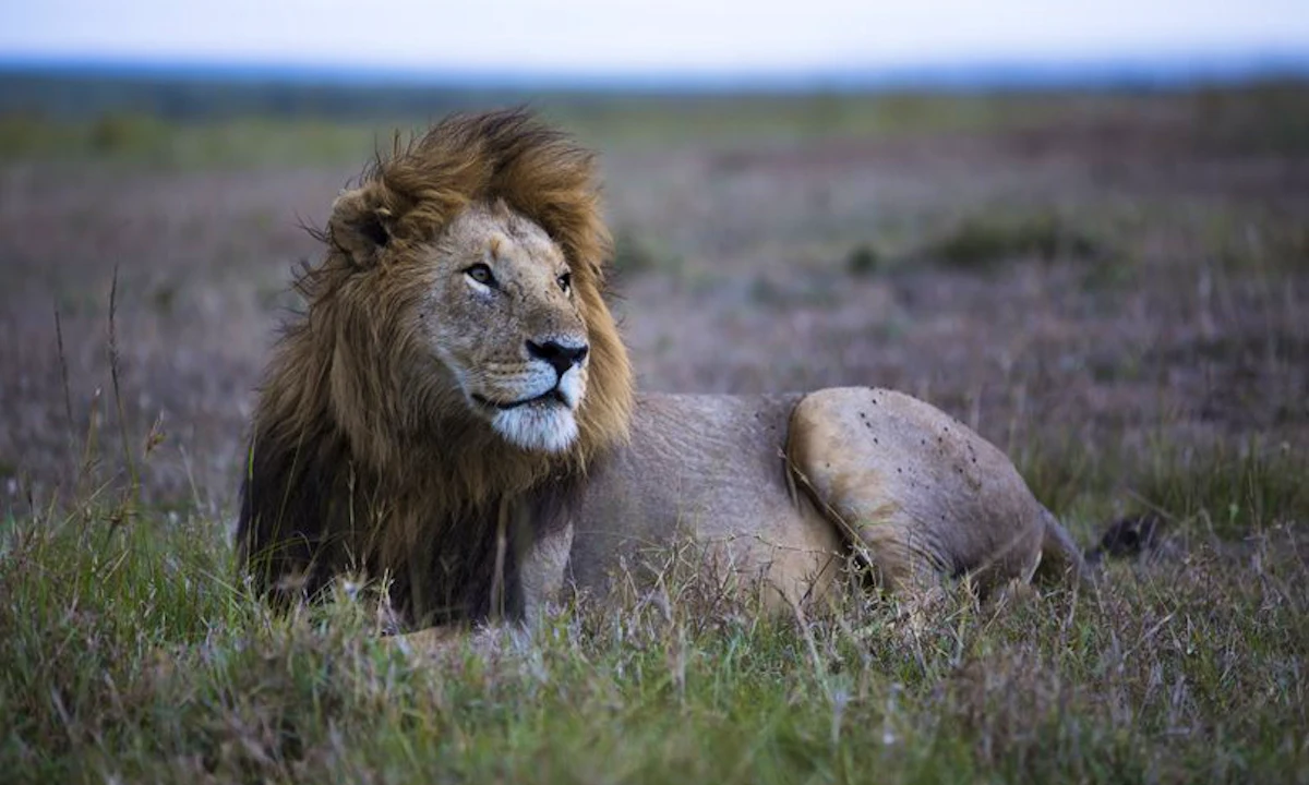 A lion resting in the grass of the Masai Mara