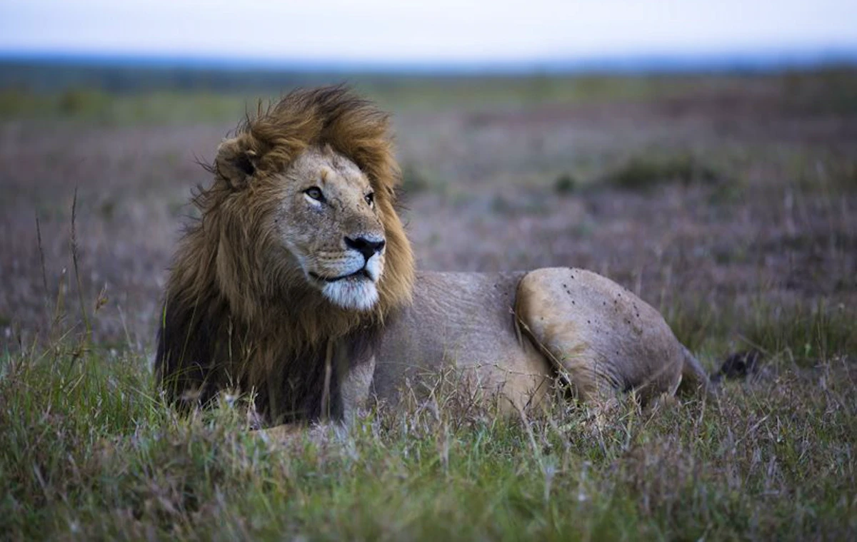 Male lion resting in the open grasslands of the Maasai Mara