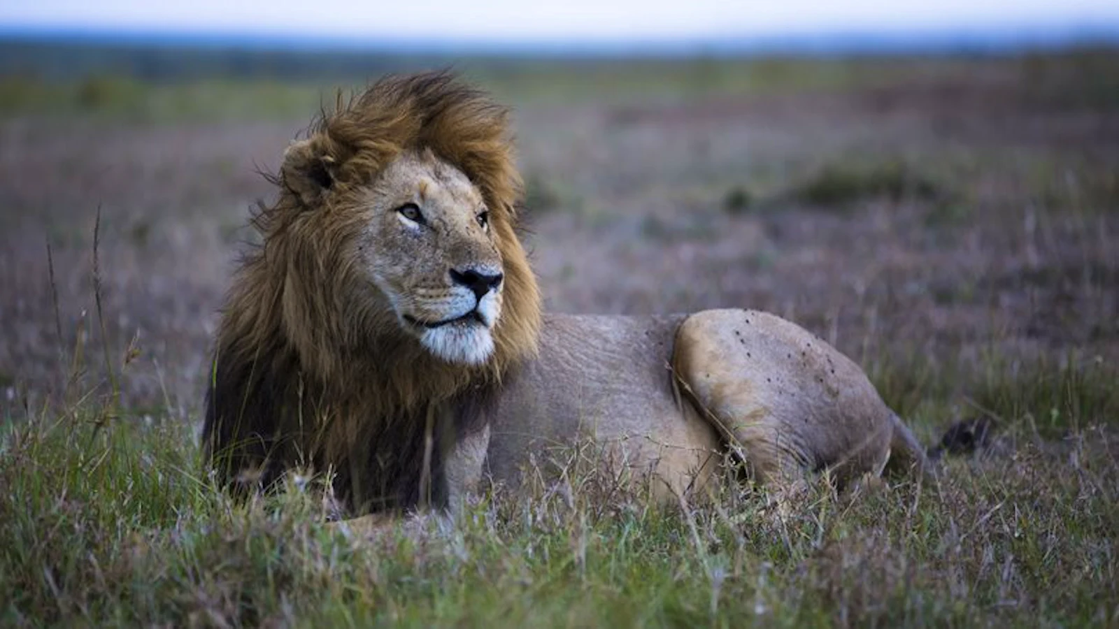 Lion resting in the grass in the Maasai Mara
