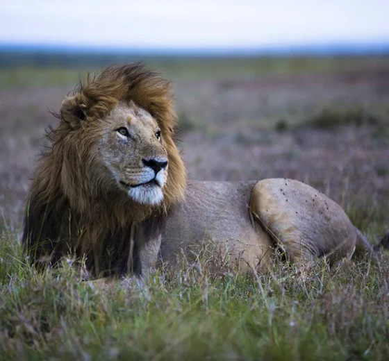 A male lion resting in the Maasai Mara grasslands