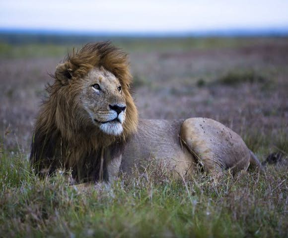 Lions in Maasai Mara 