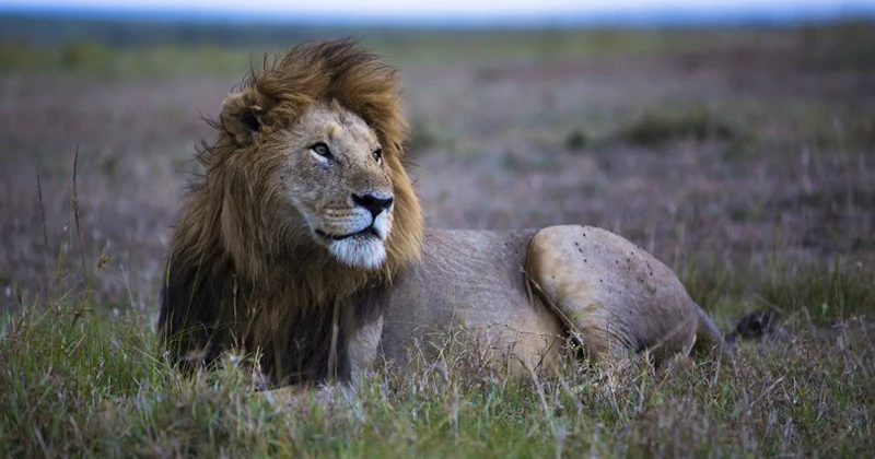 Lion resting in the grass in the Maasai Mara