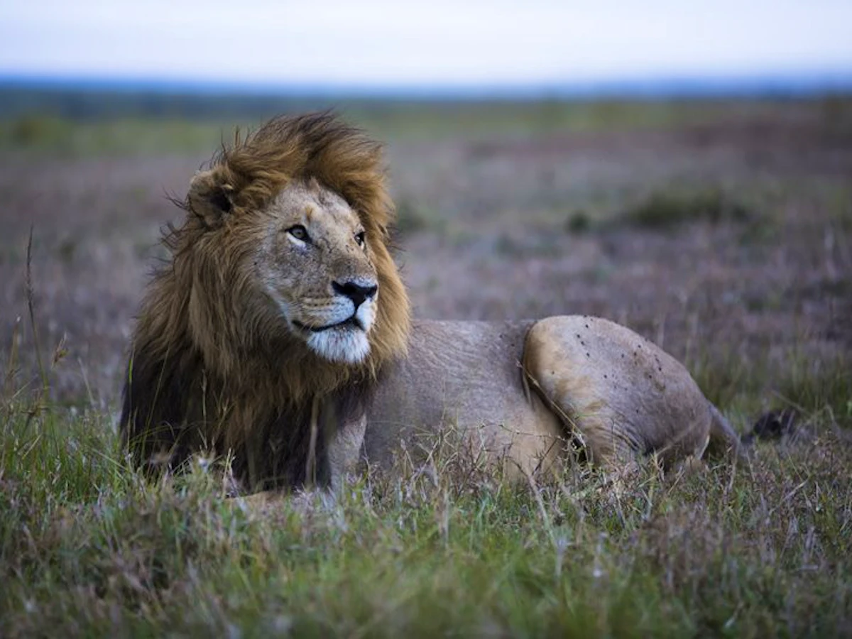 Male lion resting in the grass in the Maasai Mara, Kenya