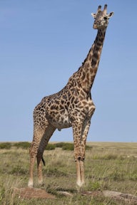 Giraffe in Massai Mara