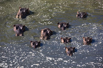Hippos in water in Maasai Mara