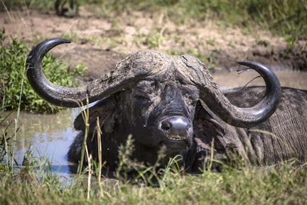 Buffalo in River in Maasai Mara