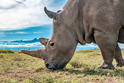 Saving A Species