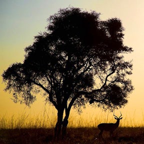 Nairobi National Park