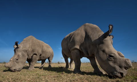 Ol Pejete Bush Camp, Kenya