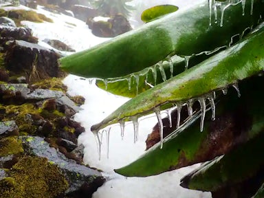 Glaciers of the Rwenzoris