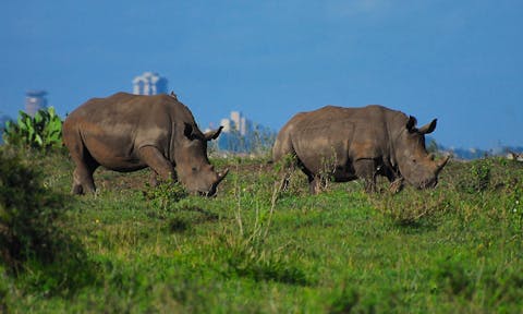 Nairobi National Park
