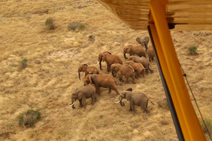 Elephants in Sheldrick Wildlife trust, Kenya