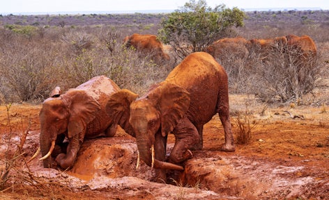 Tsavo East National Park
