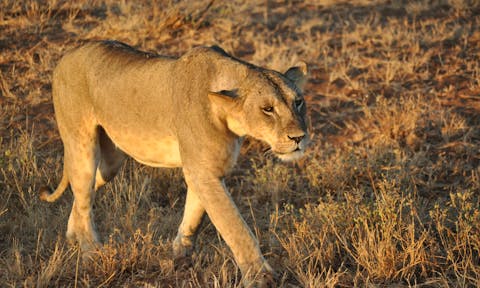 Tsavo East National Park