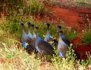 Tsavo East National Park