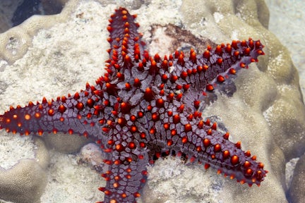 Starfish on Watamu Beach