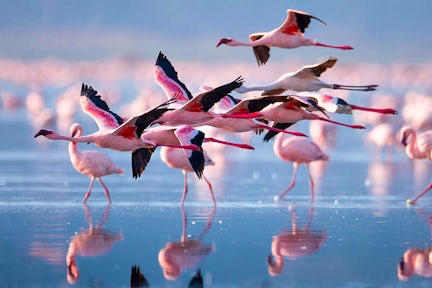 Safari at Lake Natron