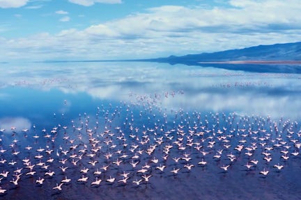 Safari at Lake Natron