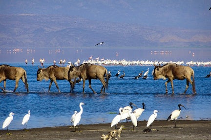 Lake Natron