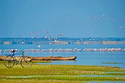 Safari at Lake Natron