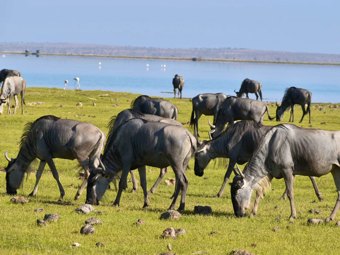 Amboseli Serena Safari Lodge, Amboseli National Park
