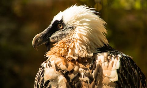 Tsavo West National Park