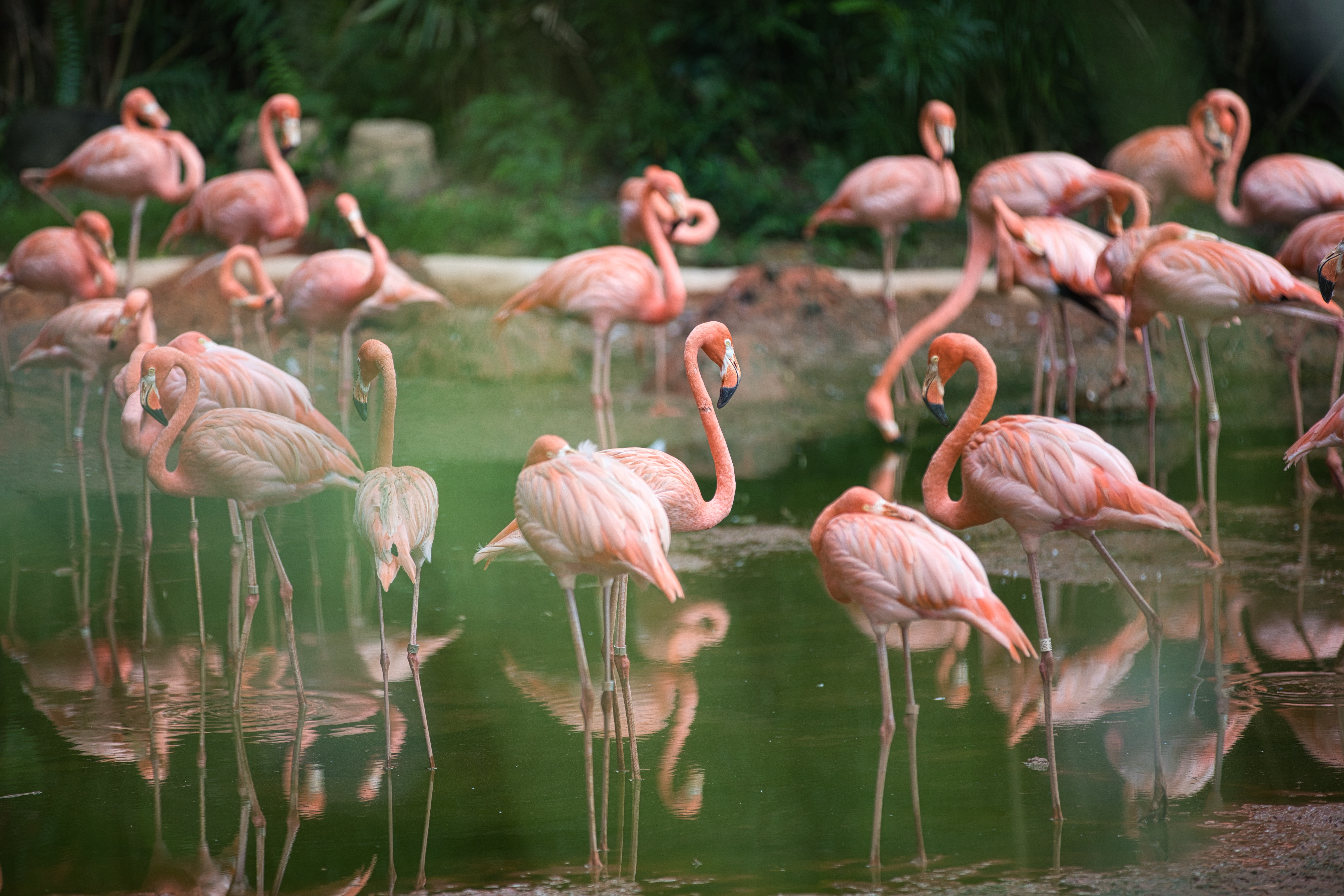 flamingos behind bars